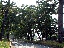 旧東海道松並木